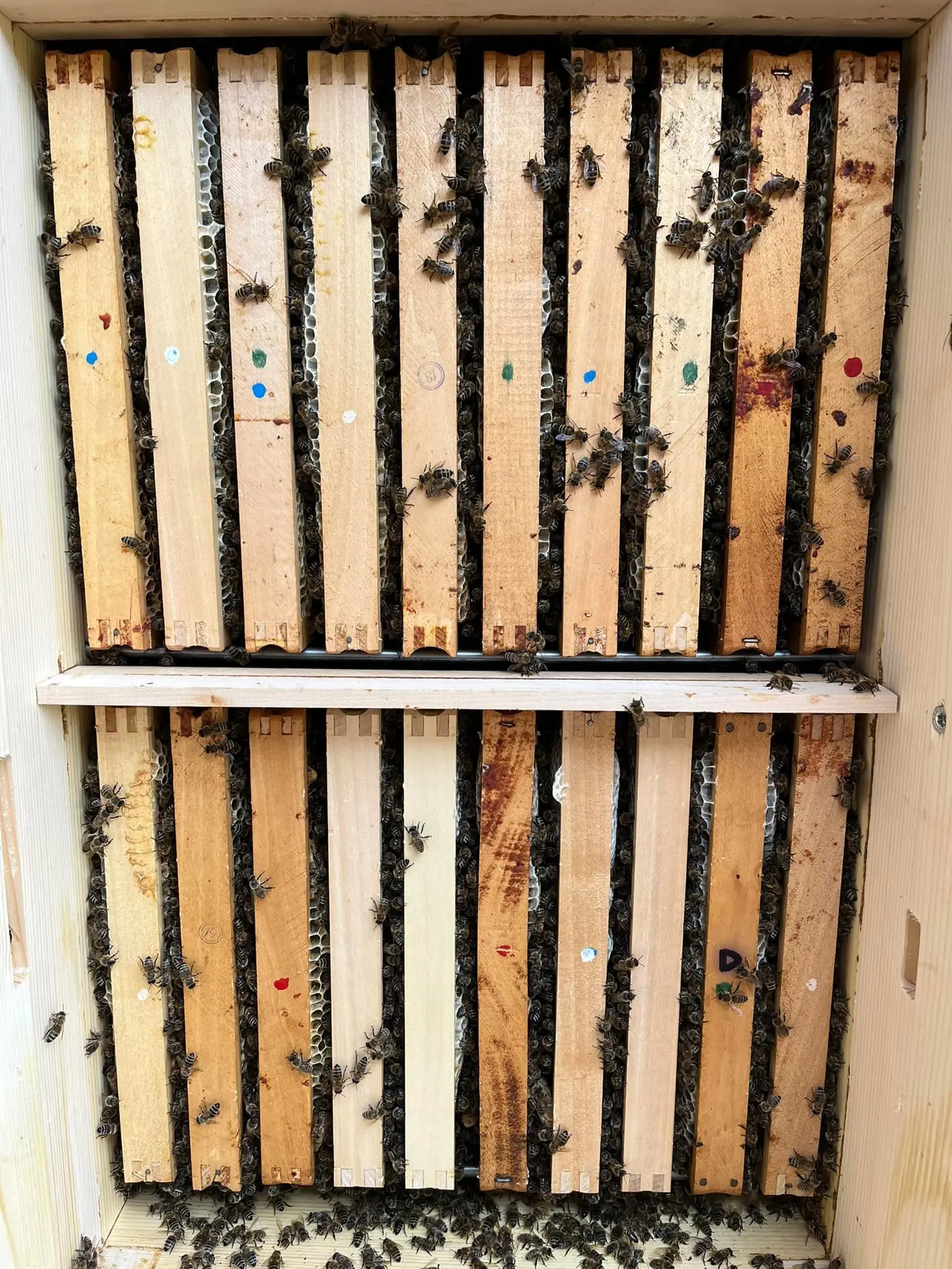 Utrinki iz čebelnjaka 8